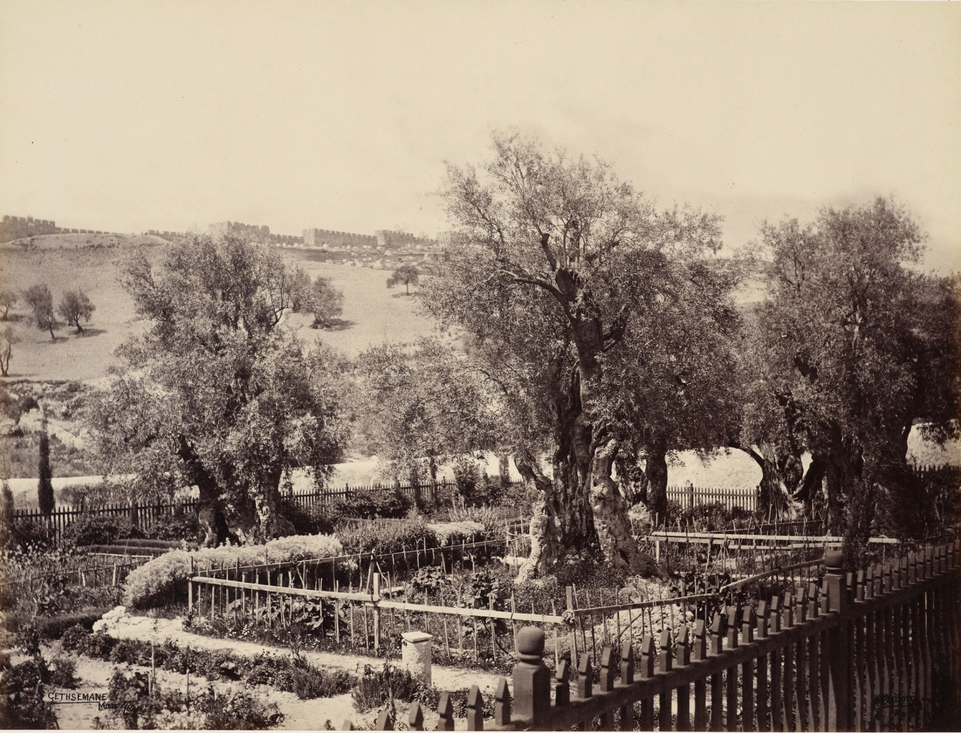 Гетсиманската градина в Йерусалим 2 Април 1862