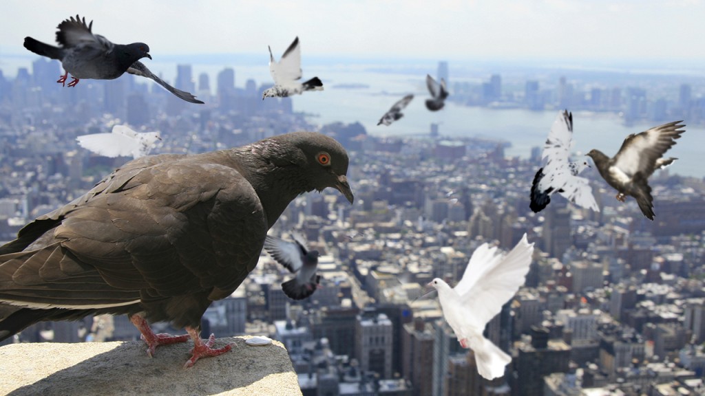 dnews--1851--why-are-there-so-many-pigeons--large.thumb