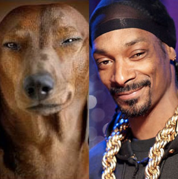 screen-shot-2014-10-02-at-10-04-28-am-10-dogs-that-look-exactly-like-celebrities-png-145179
