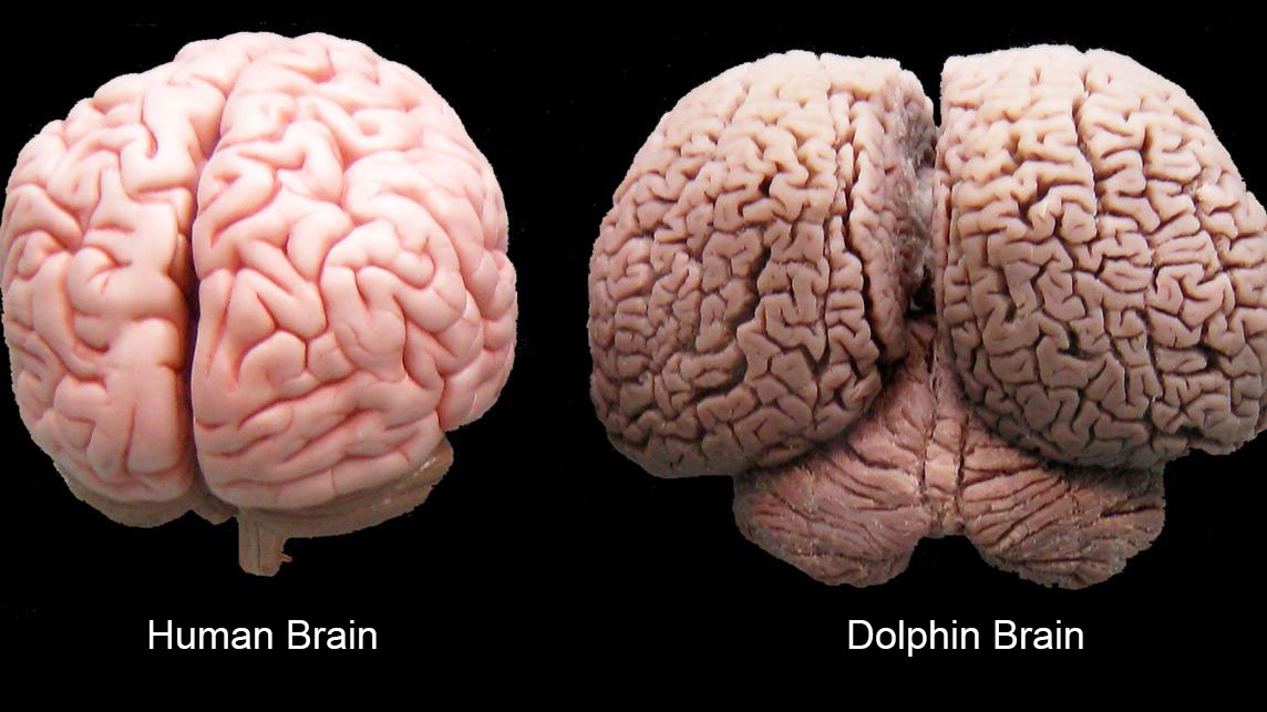 human-and-dolphin-brain