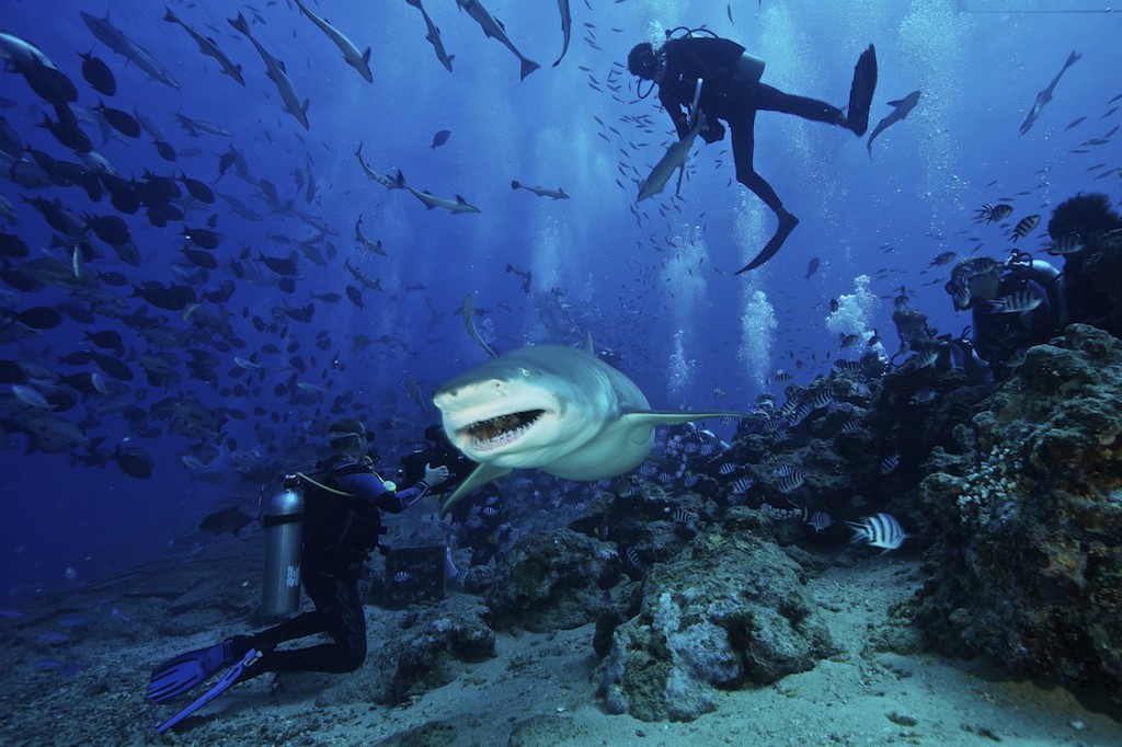 A large Lemon Shark gulps down a large tuna head in front of a crowd of divers.