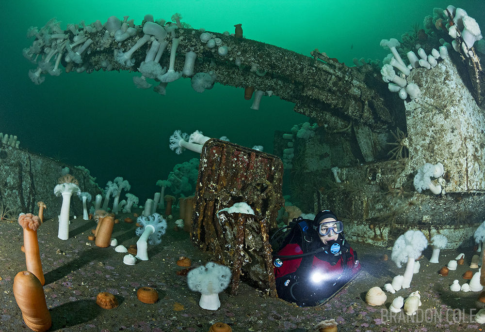 TF0126-Dr. Scuba diver (model released) exiting compartment at 90 feet deep underneath massive bow guns and turret on the front deck of the HMCS Saskatchewan, a superb shipwreck near Nanaimo now overgrown with life including giant plumose sea anemones (Metridium farcimen). British Columbia, Canada, Pacific Ocean. Photo Copyright © Brandon Cole. All rights reserved worldwide. www.brandoncole.com